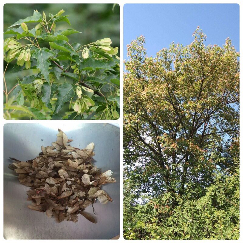 鸡爪槭种子糖槭复叶槭种子青榨槭加拿大糖枫树血皮槭茶条槭种子