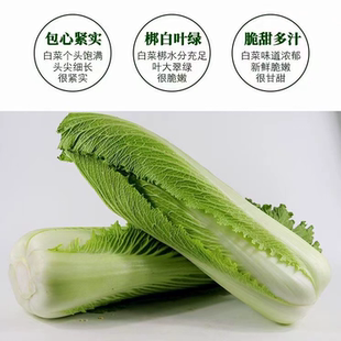 包邮 玉田二包尖大白菜玉田特产：4000克 4颗 8000克 2颗