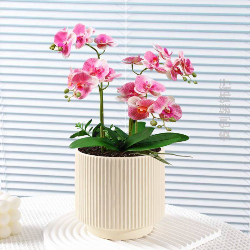 陶瓷花盆蝴蝶兰北欧风ins直筒竖纹花盆虎皮兰绿植盆栽桌面陶瓷盆
