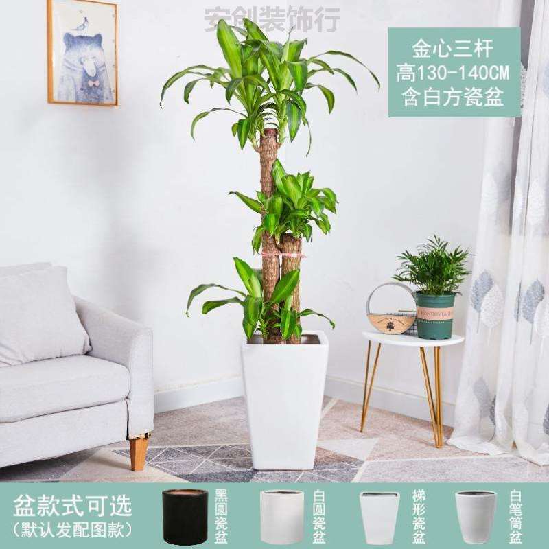 适合植树搬新家盆栽的#好养巴旦禄植室内木家里真盆绿木绿色植物