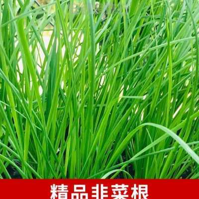 庭院根苗&根苗现挖阳台种植盆四季韭菜紫韭菜高产根白根种植农家