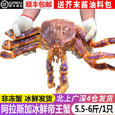 新鲜帝王蟹海鲜水产鲜活进口10超特大面包皇帝梭子膏龙虾螃蟹6斤