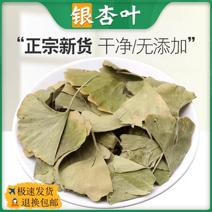 銀杏葉中藥材正品 茶葉泡水泡茶銀杏葉子干貨飛蛾葉鴨腳子白果樹葉