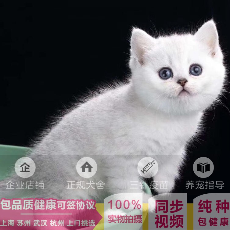 Wuhan Cat House English short Thoroughbred British Shorthair pet Kitty living thing Living creaturesin the Pet/Pet food and supplies , Kitty  category - from Buy2taobao.com to provide professional Taobao agent buy service