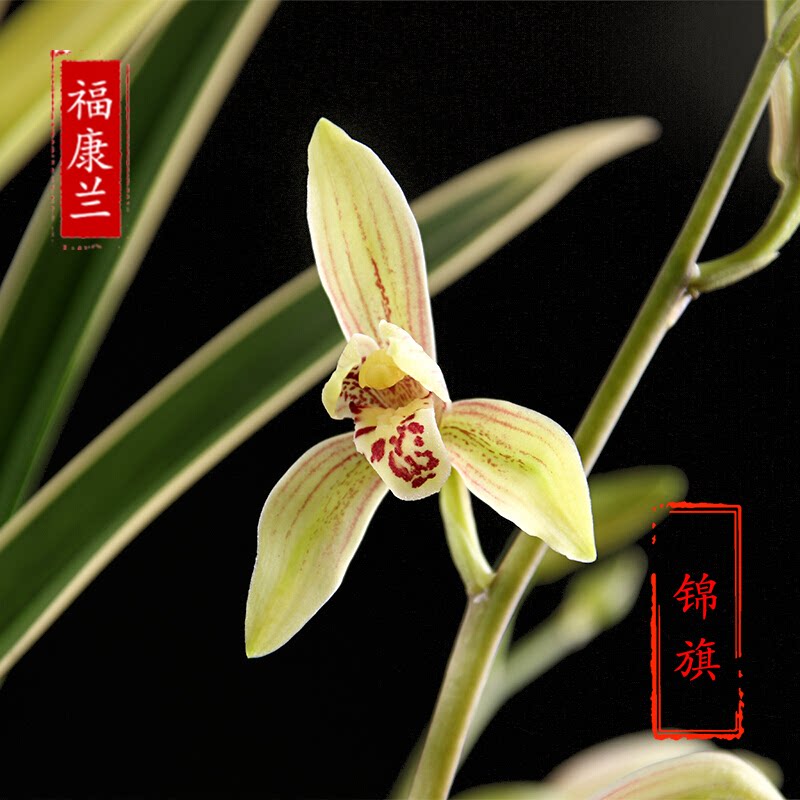 锦旗翁源兰花苗四季金边建兰开花机器锦鹤浓香室内花卉绿植物盆栽