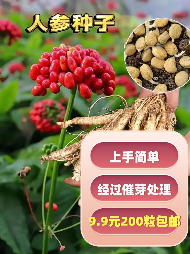 长白山鲜野山参种子 人参种子 西洋参种子 发芽快成活率高易上手