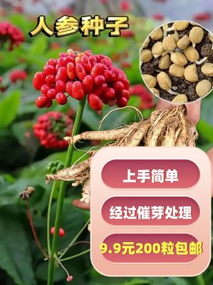 长白山鲜野山参种子 人参种子 西洋参种子 发芽快成活率高易上手