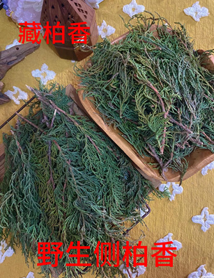 桑烟供火供新鲜柏香枝树枝香薰天然香柏浓香型正宗中式居家野生