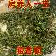 正宗藏区藏香柏师傅新鲜采摘海拔4000米天然植物香薰净化空气