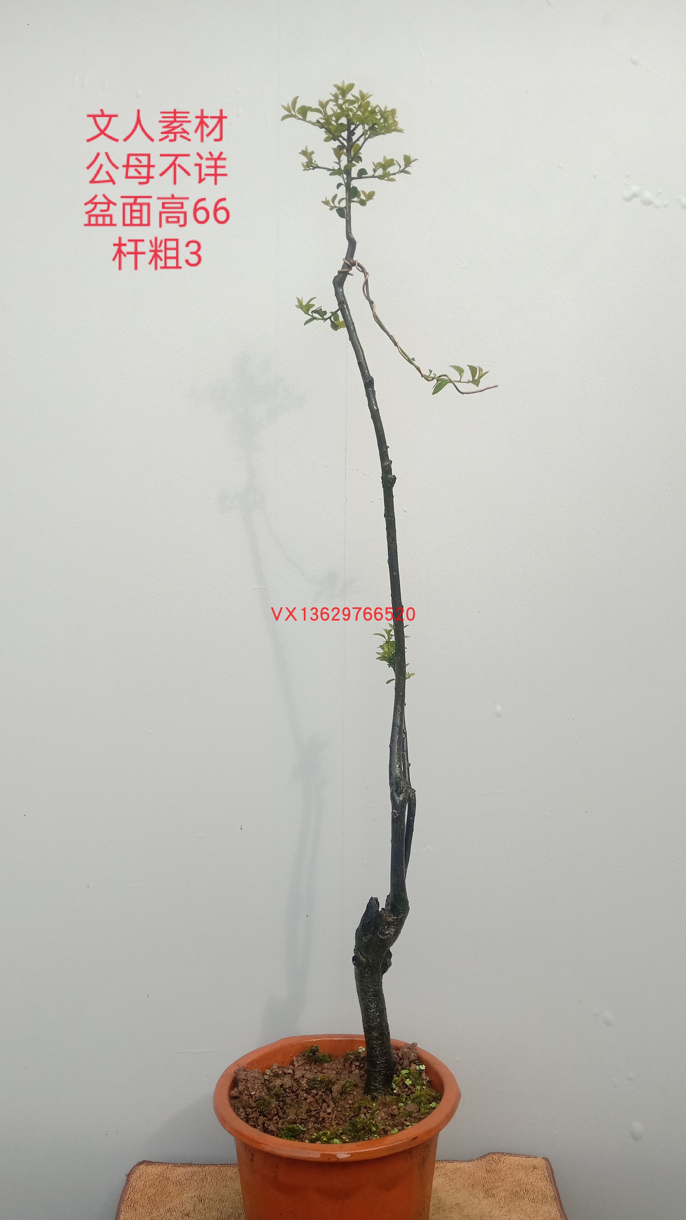 重庆金弹子树桩黑塔子熟桩盆景绿桌面绿植