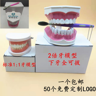 牙齿模型幼儿园早教刷牙模具标准两倍牙模型家用儿童刷牙模具定制