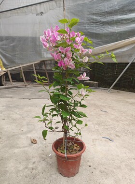 三角梅棒棒糖绿樱漳州红樱高飘枝加州黄金绿樱花百变红樱盆栽大棵