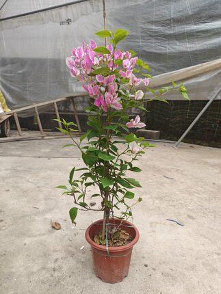 三角梅棒棒糖绿樱漳州红樱高飘枝加州黄金绿樱花百变红樱盆栽大棵