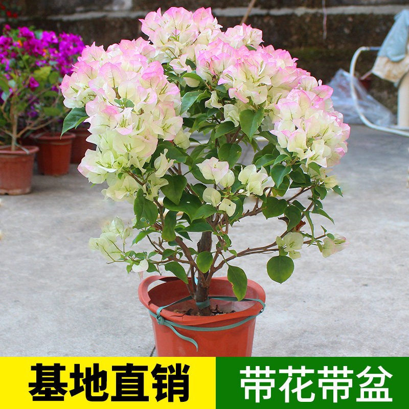 三角梅盆栽四季开花安格斯庭院