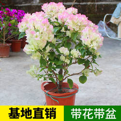 三角梅带花盆栽绿樱爬藤重瓣老桩四季开花大苗红樱安格斯庭院植物