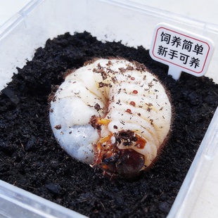 新手入门独角仙甲虫饲养昆虫宠物活体真成虫幼虫姬兜爬虫锹甲兜虫