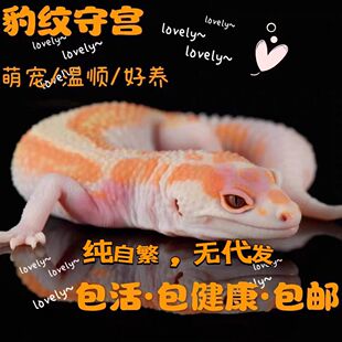 豹纹守宫懒人宠物好养温顺无毒不咬人白酒银河网红蜥蜴守宫活宠