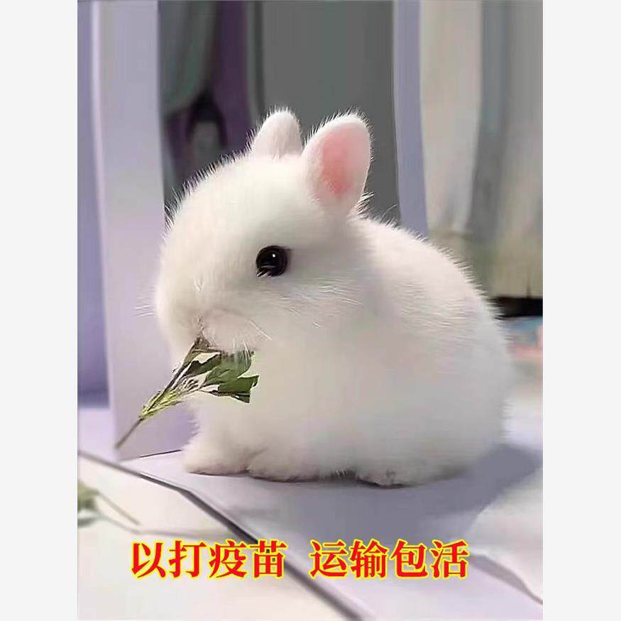 小白兔活的家养宠物色侏