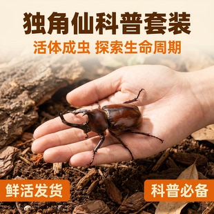 独角仙活虫甲姬兜长戟大兜稀罕宠物新手套餐好养昆虫甲虫成虫幼虫