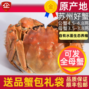 活蟹10只苏州大闸蟹阳澄鲜活螃蟹大蟹公蟹4.5两母蟹3.5两生鲜礼盒