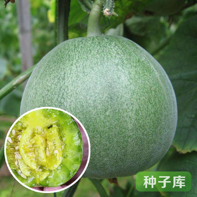 绿宝石冰糖世嘉甜瓜种子