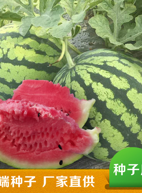 吉甜盛美西瓜种子美都系列西瓜种子高端西瓜品种
