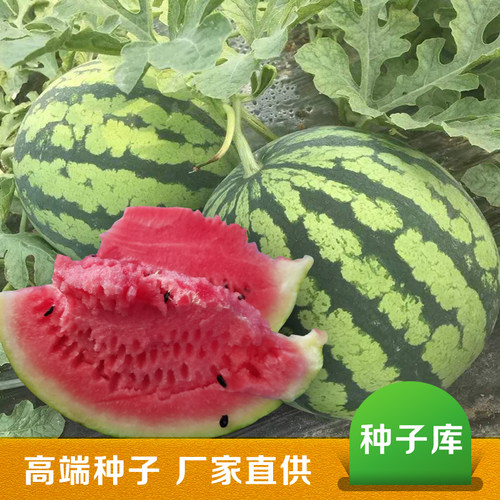 吉甜盛美西瓜种子系列高端