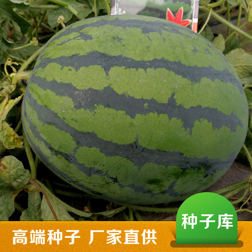 纯品甜王西瓜种子高产抗病菲律宾