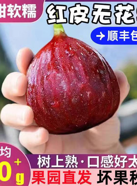 【顺丰】云南无花果软糯清甜鲜果新鲜采摘孕妇新鲜大果坏果包赔