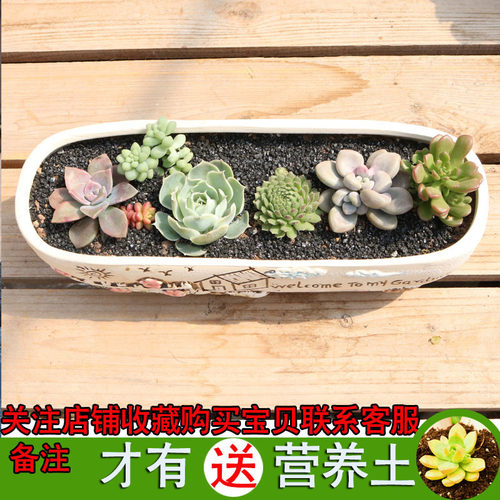 多肉拼盆韩式陶瓷手绘素色花盆