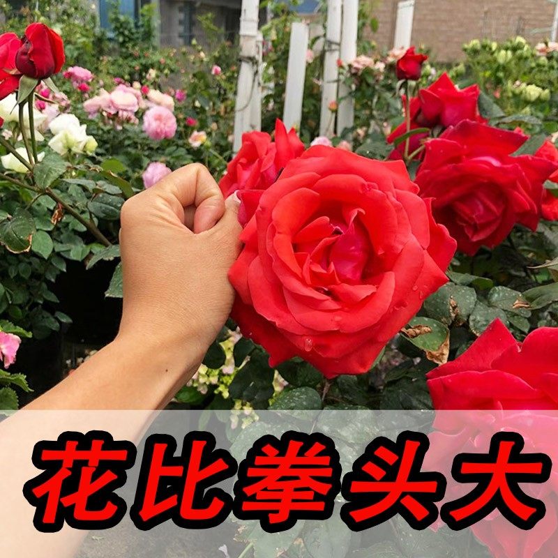 绯扇月季花苗特大花浓香特大朵四季开花月季花适合春天庭院种的花