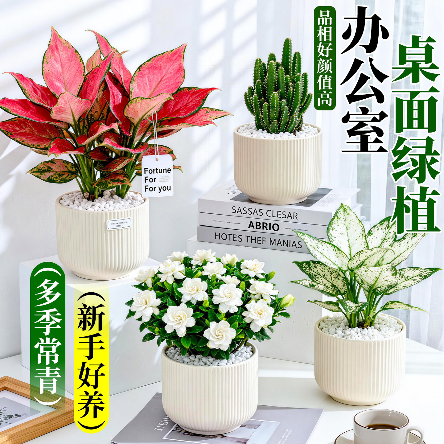 办公室绿植桌面小盆栽高级感微景观工位好养水培摆件客厅室内花卉