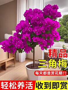 重瓣三角梅四季开花盆栽老桩带花植物三角梅花树苗室内花卉绿植
