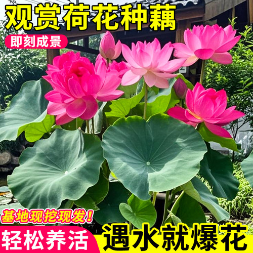 观赏荷花水养莲花种根水培池塘