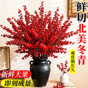 北美冬青红果真花年宵花银柳鲜花客厅旺宅绿植进口鲜切枝水培好养