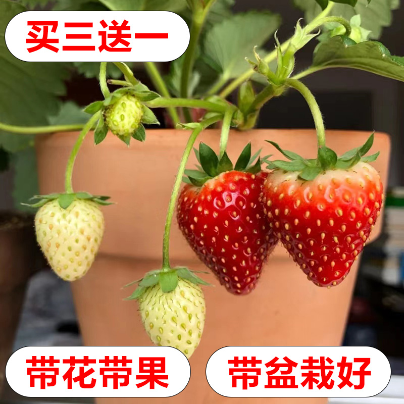 【带花带果】奶油草莓苗四季盆栽