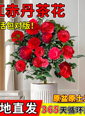 大红色茶花树苗山茶花盆栽红赤丹四季室内开花植物适合冬天养的花