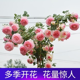 爬藤月季花苗龙沙宝石安吉拉夏洛特夫人瑞典女王爬墙花卉攀爬四季