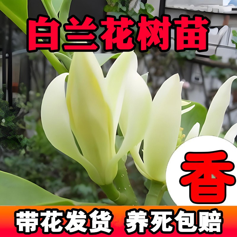 白兰花树苗带花苞香水盆栽矮化老桩四季玉兰树黄角兰庭院风景树