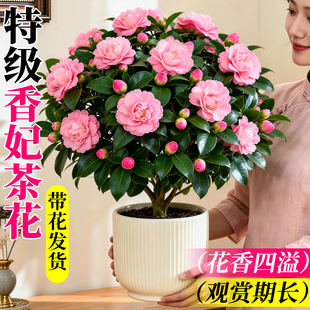 山茶花树苗盆栽带花苞四季香妃花苗开花室内绿植花卉客厅好养植物