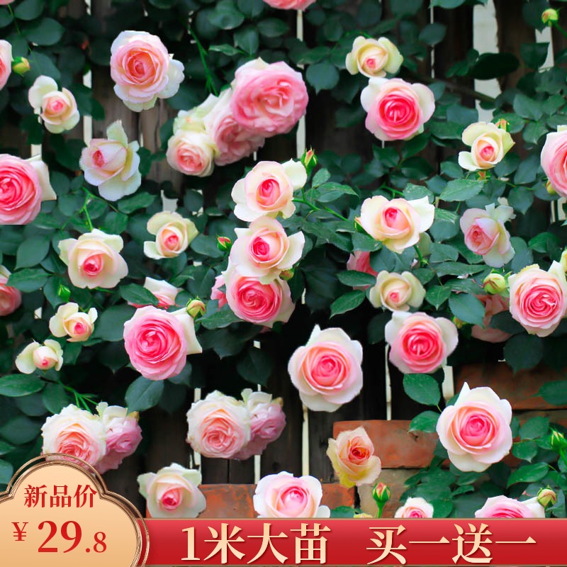 蔷薇花苗爬藤四季藤本月季花