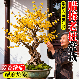 腊梅花老桩盆景原生带花苞梅花树苗盆栽浓香抗冻耐寒绿植矮桩植物