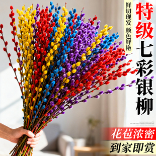 七彩银柳真花鲜枝花卉干花绿植花束客厅鲜花摆设年宵花卉福桶耐寒