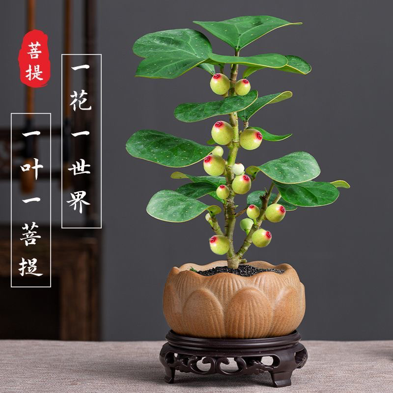 小盼菩提盆栽带果禅意绿植四季室内客厅办公室好养茶桌微型景观树