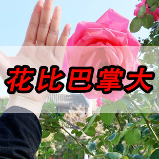 花 开花灌木特大适合春天庭院 粉扇月季 花苗特大花浓香特大朵四季