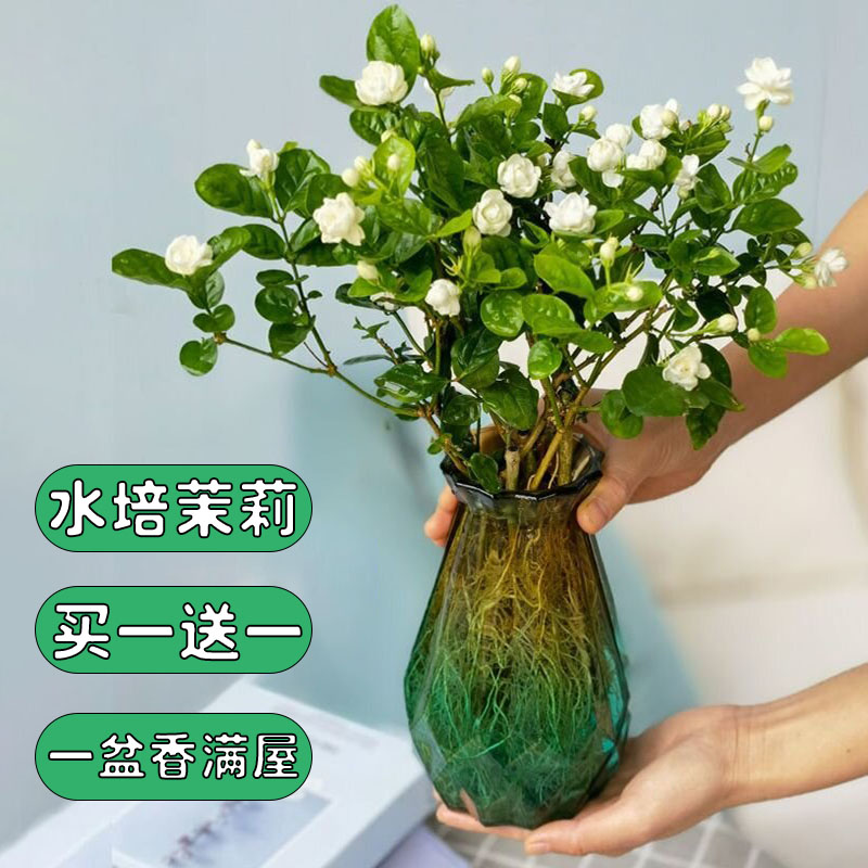 水培鲜花茉莉花盆栽室内花植物室内绿植花卉好养适合办公室桌面