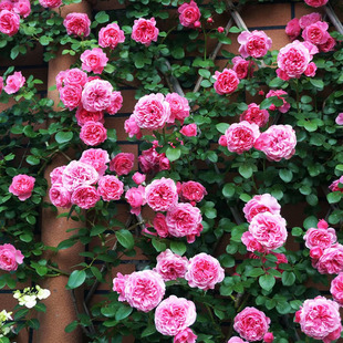 粉色达芬奇月季 开花大苗名贵粉达蔷薇花苗爬藤老桩玫瑰花 爬藤四季