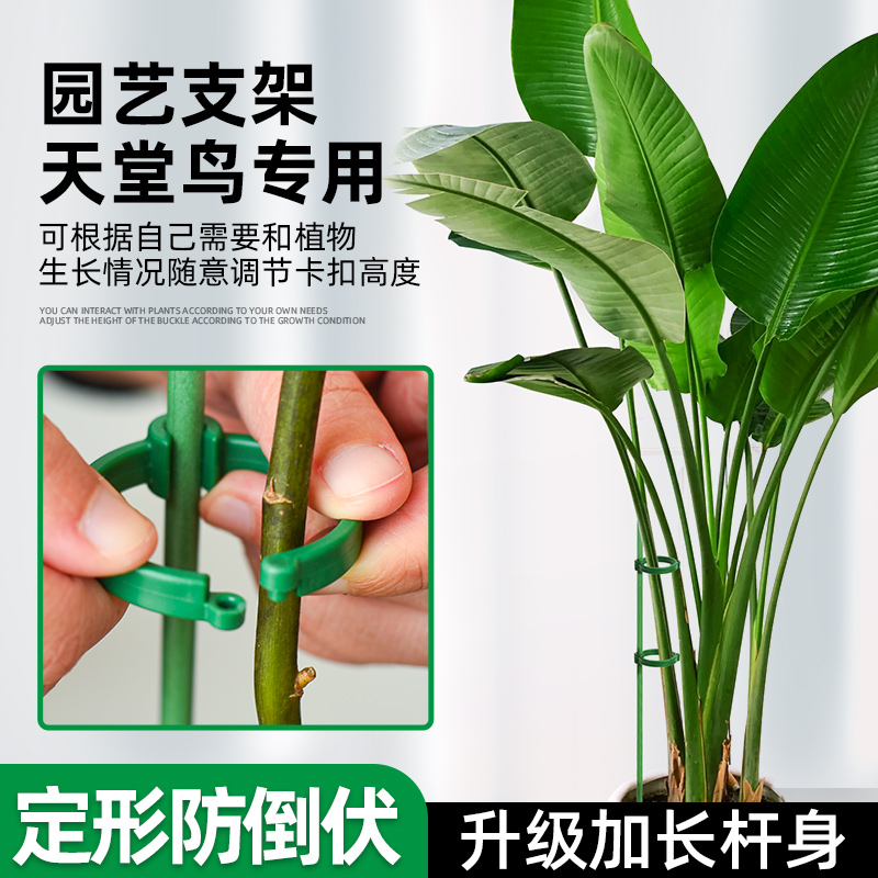 天堂鸟花支架兰夹子支撑杆植物爬藤花卉弯曲固定专用铁丝支架园艺