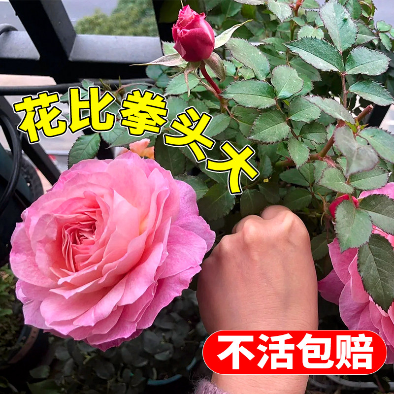 大花月季浓香带花苞特大花绯扇四季耐热庭院灌木花卉开花老桩花苗