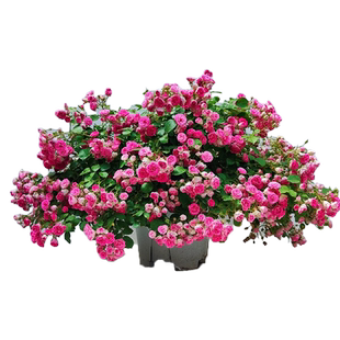胭脂扣爬藤月季盆栽蔷薇花树苗开花墙薇花苗爬墙四季院子里适合种